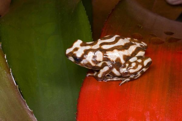 Panama A variety of poison dart frog on red leaf